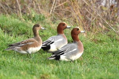 European Wigeon