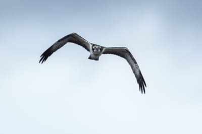 Osprey