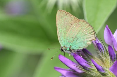 Green Hairstreak