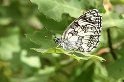 Marbled White