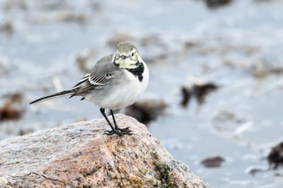 Pied White Wagtail