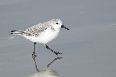 Sanderling