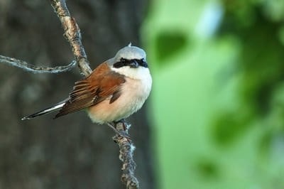 Red-backed Shrike