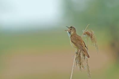 Great Reed Warbler