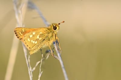 Silver-spotted Skipper