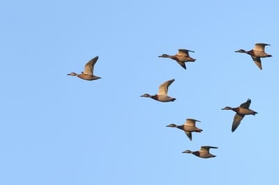 Gadwall