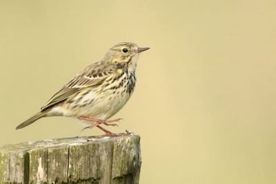 Meadow Pipit