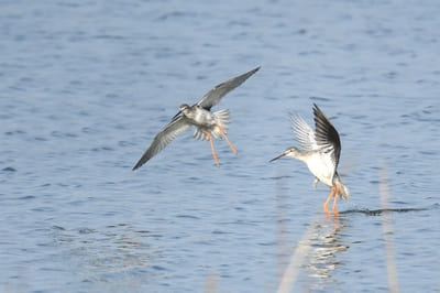 Spotted Redshank