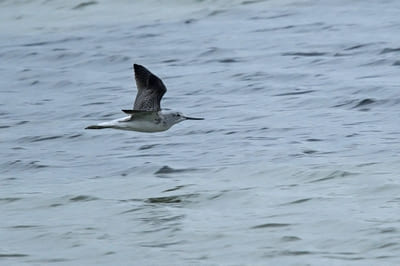 Common Greenshank