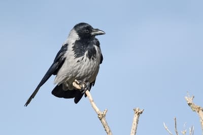 Hooded Crow