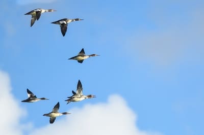 Red-breasted Merganser