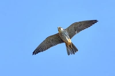 Northern Hobby