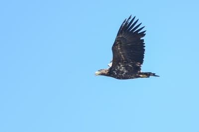 White-tailed Sea Eagle