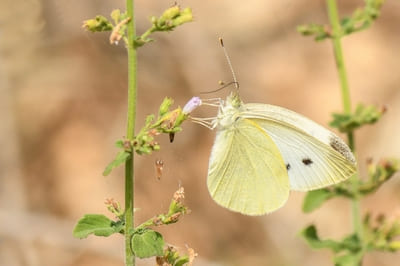 Small White