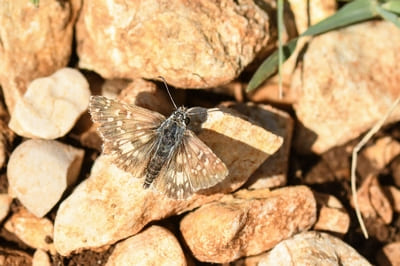 Oberthür’s Grizzled Skipper