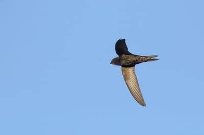 Eurasian Swift