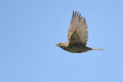 Corn Bunting