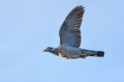 Wood Pigeon