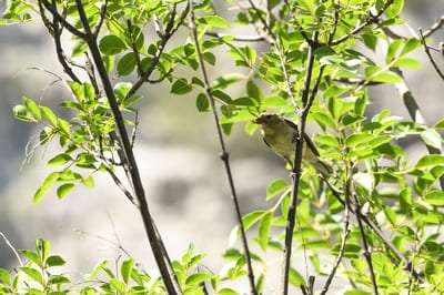 Chaffinch