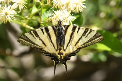 Scarce Swallowtail