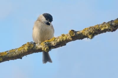 Marsh Tit