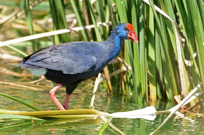 Purple Swamphen