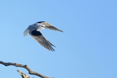 Black-shouldered Kite