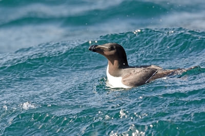 Razorbill 