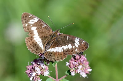 White Admiral