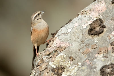 Rock Bunting