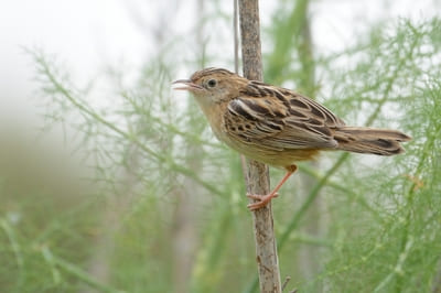 Zitting Cisticola