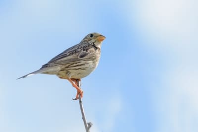 Corn Bunting