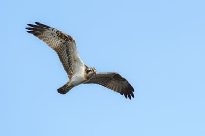 Osprey