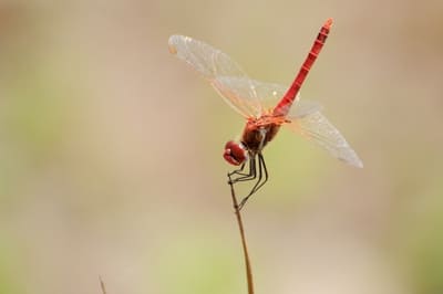 Red-veined Darter