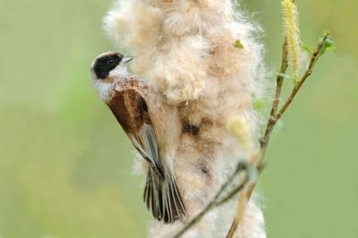 Penduline Tit