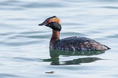 Horned Grebe