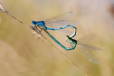 Goblet-marked Damselfly