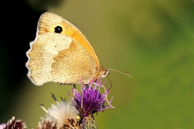 Meadow Brown