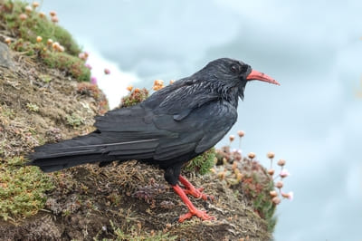 Alpine Chough