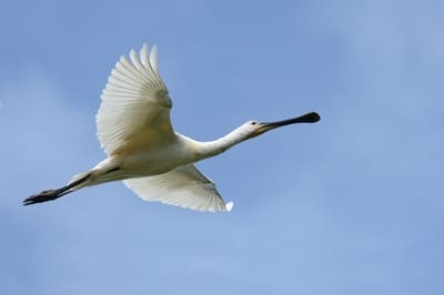 Eurasian Spoonbill