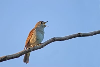 Rufous Nighthingale