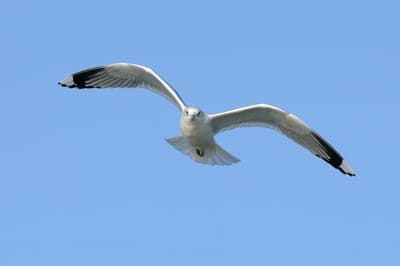 Common Gull