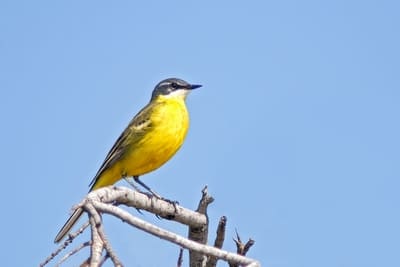 Iberian Wagtail