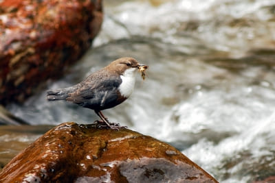 White-throated Dipper