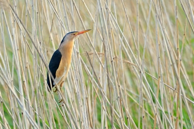 Little Bittern