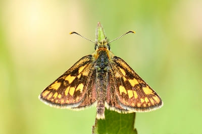 Chequered Skipper