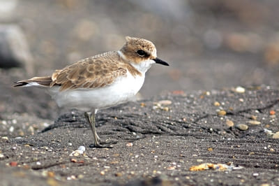 Little Ringed Plover