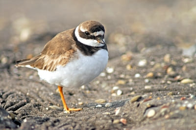 Ringed Plover