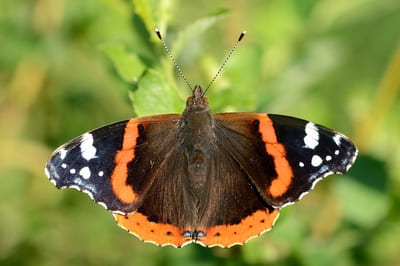 Red Admiral