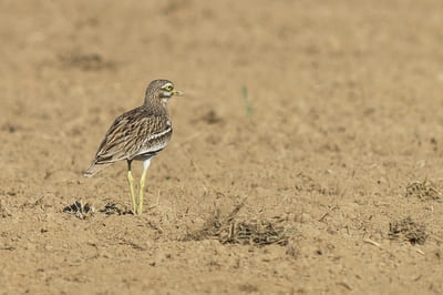 Stone-Curlew